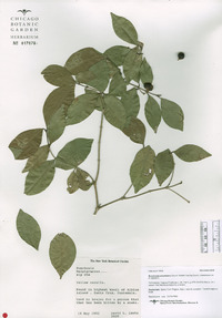 Bunchosia swartziana image