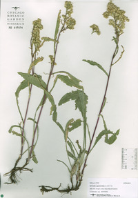 Brickellia eupatorioides image