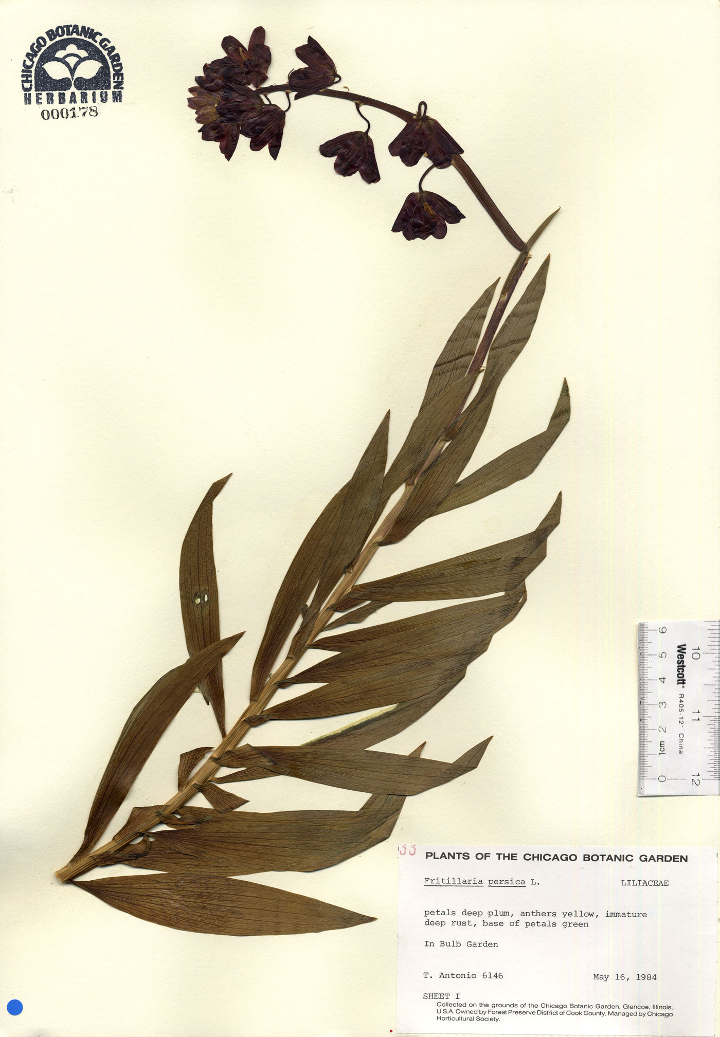 Fritillaria persica image