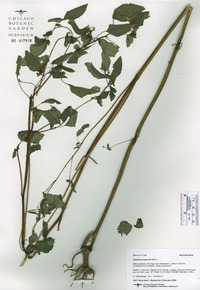 Impatiens capensis image