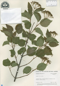 Viburnum dentatum image