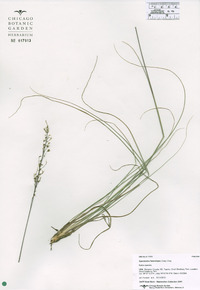 Sporobolus heterolepis image