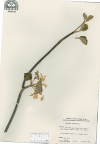 Viburnum furcatum image