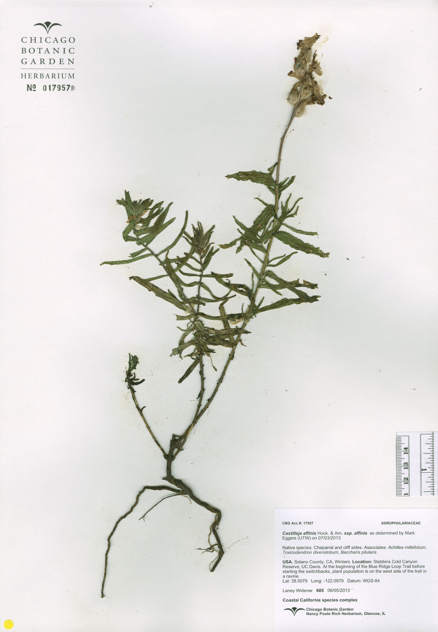 Castilleja affinis var. affinis image