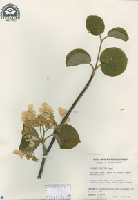 Viburnum hupehense image
