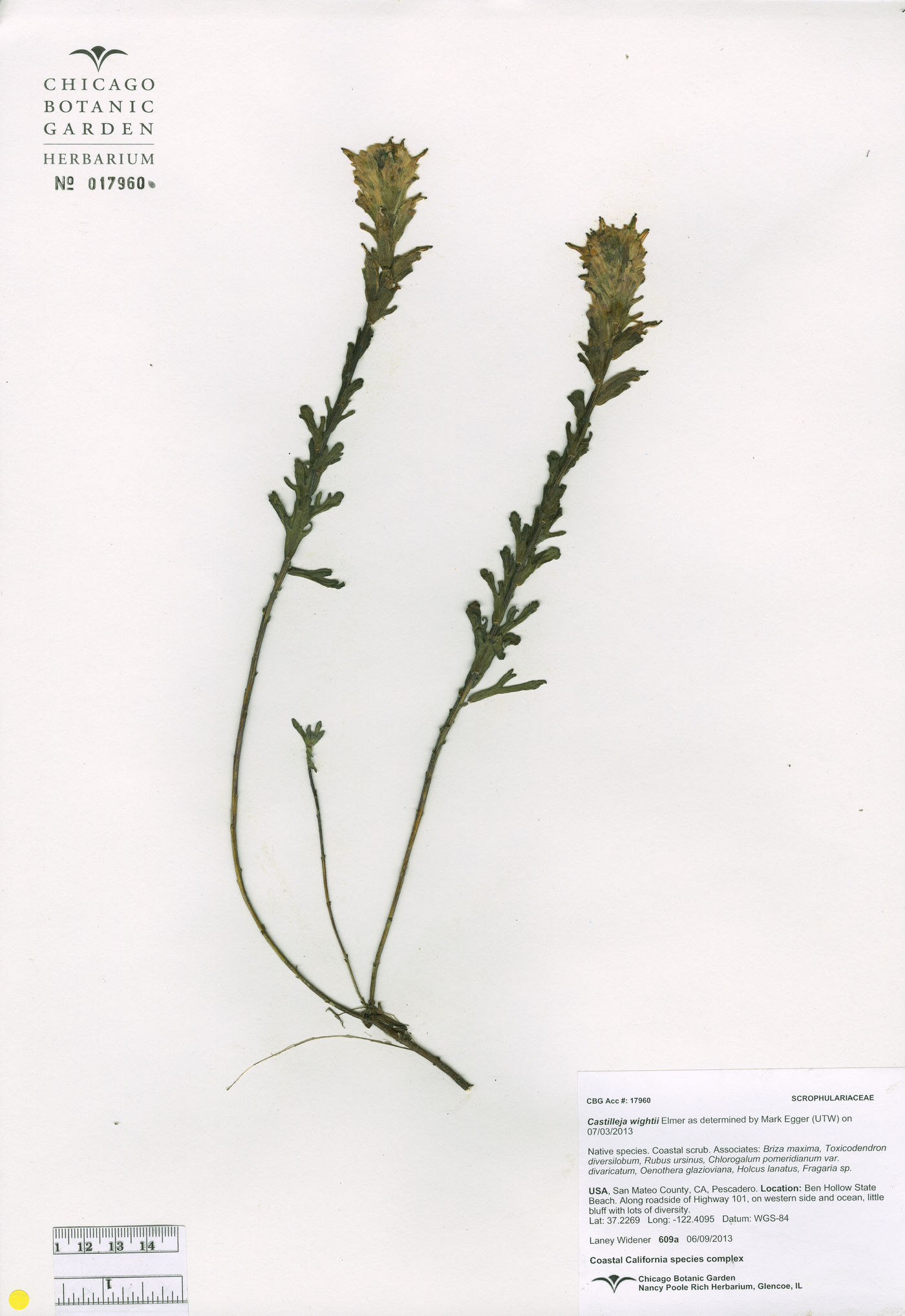 Castilleja affinis var. affinis image