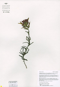 Castilleja litoralis image