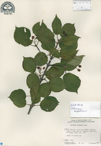 Viburnum hupehense image