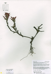 Castilleja litoralis image