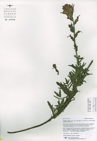 Castilleja affinis var. affinis image