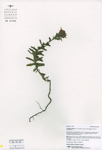 Castilleja affinis var. affinis image