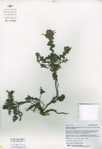 Castilleja mendocinensis image