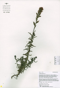 Castilleja affinis image