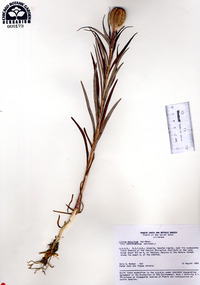 Lilium pensylvanicum image