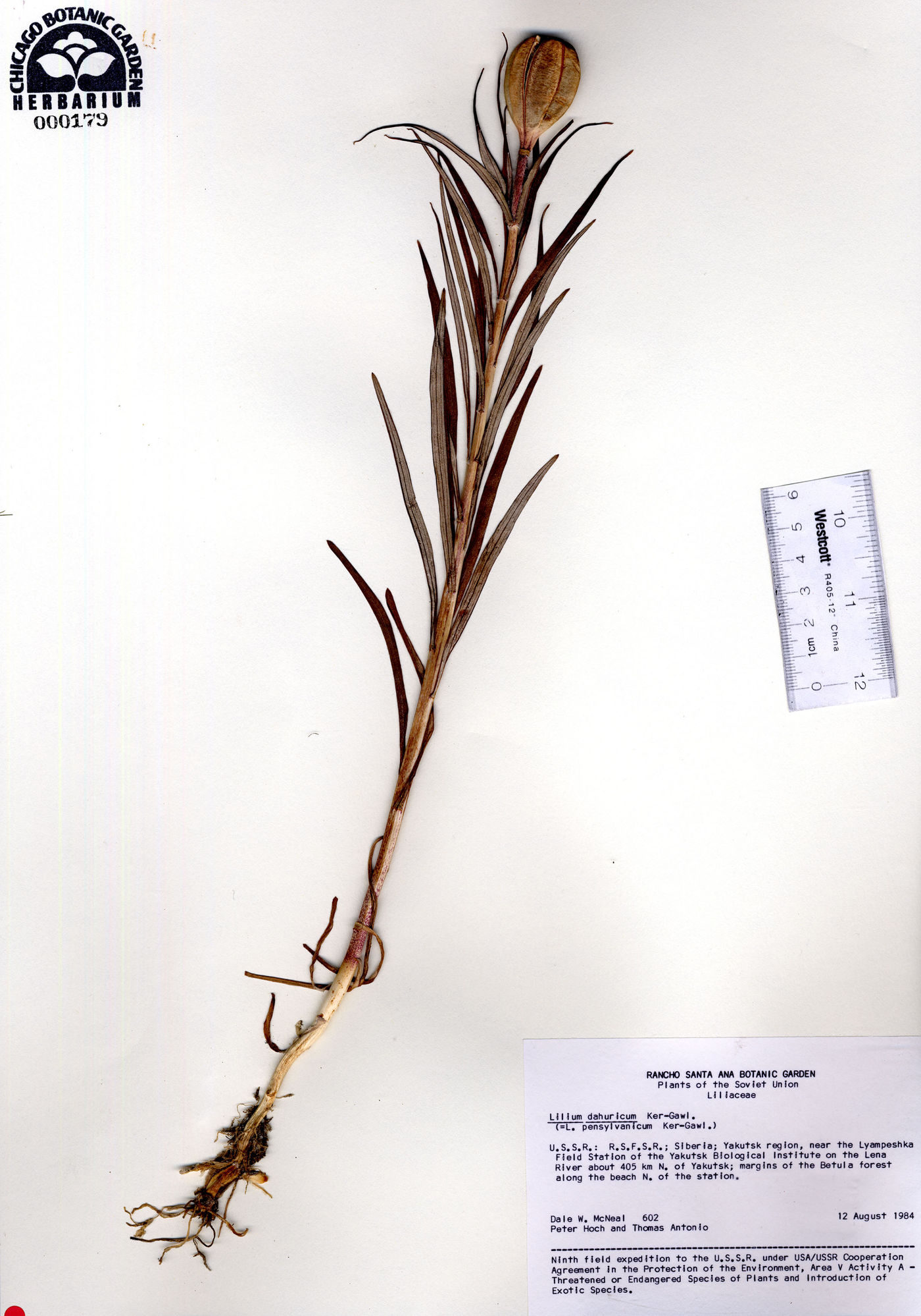 Lilium pensylvanicum image