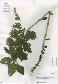 Lysimachia verticillata image