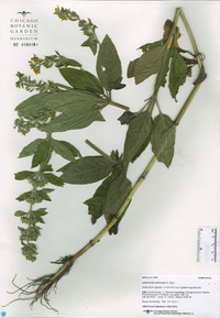 Lysimachia verticillata image