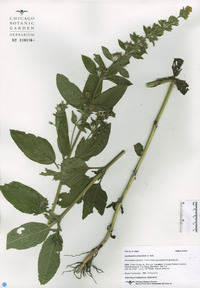 Lysimachia verticillata image