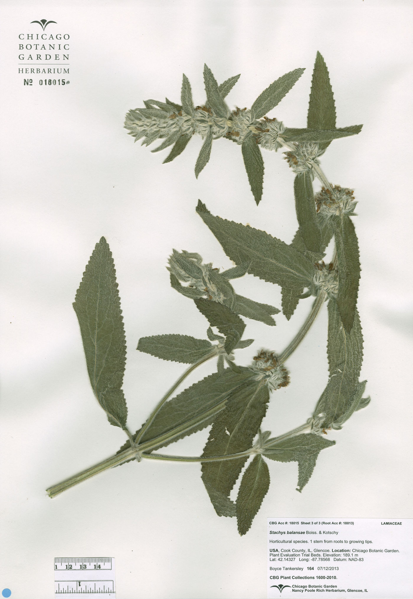 Stachys balansae image