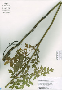 Thalictrum minus image