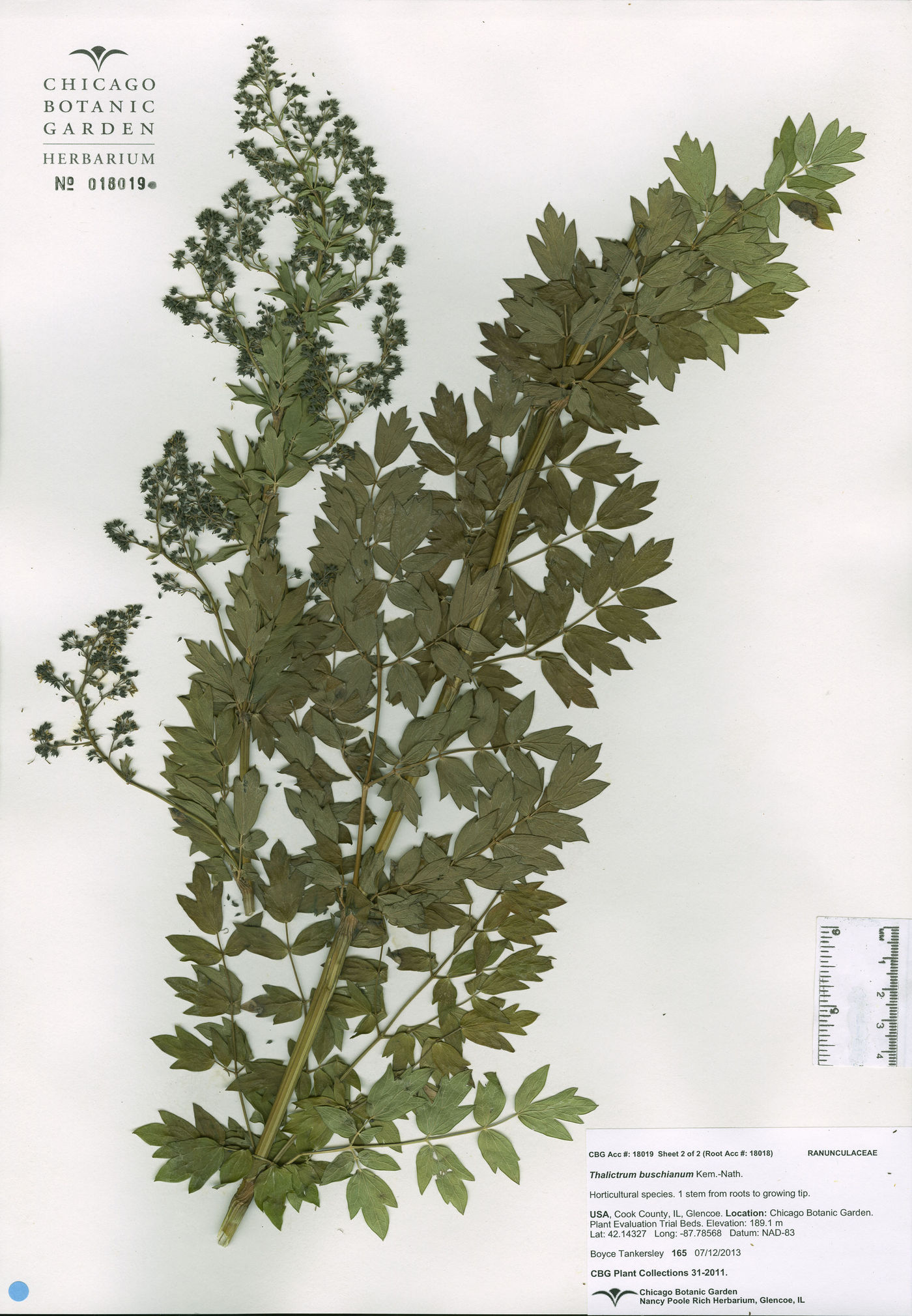 Thalictrum minus subsp. maxwellii image