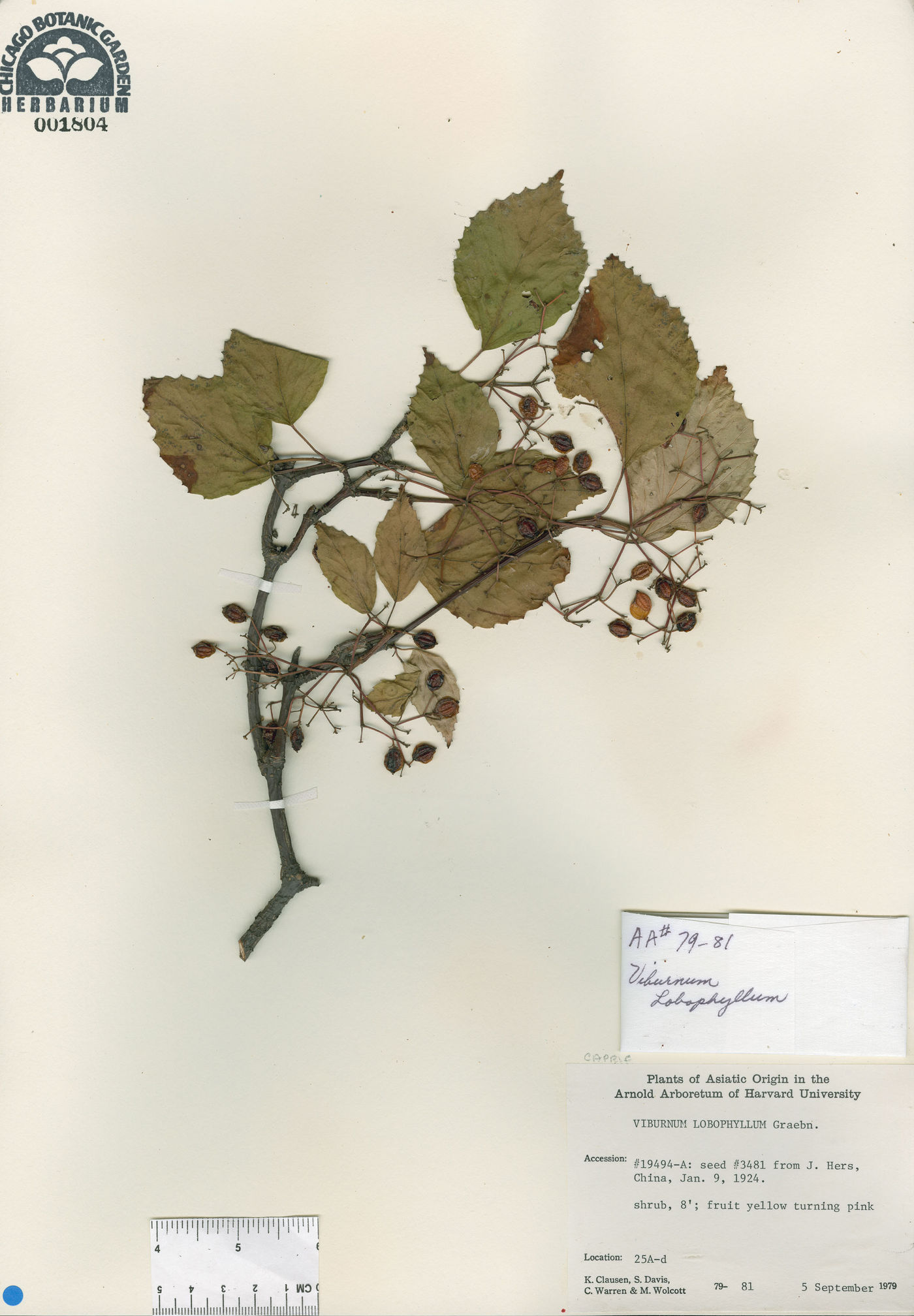 Viburnum betulifolium image