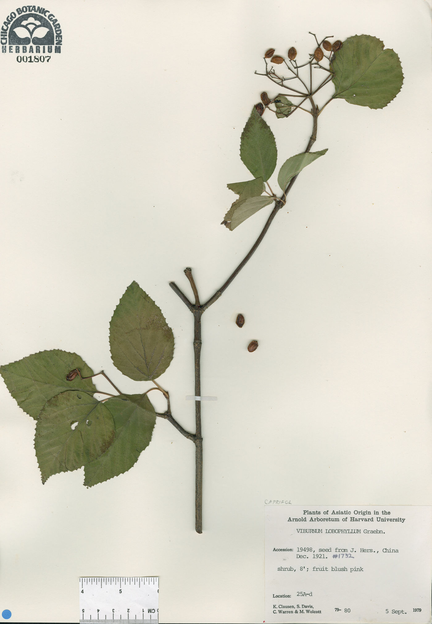 Viburnum betulifolium image