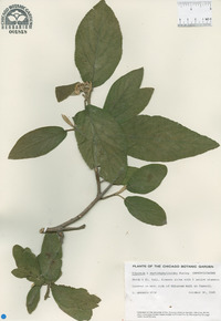 Viburnum x rhytidophylloides image