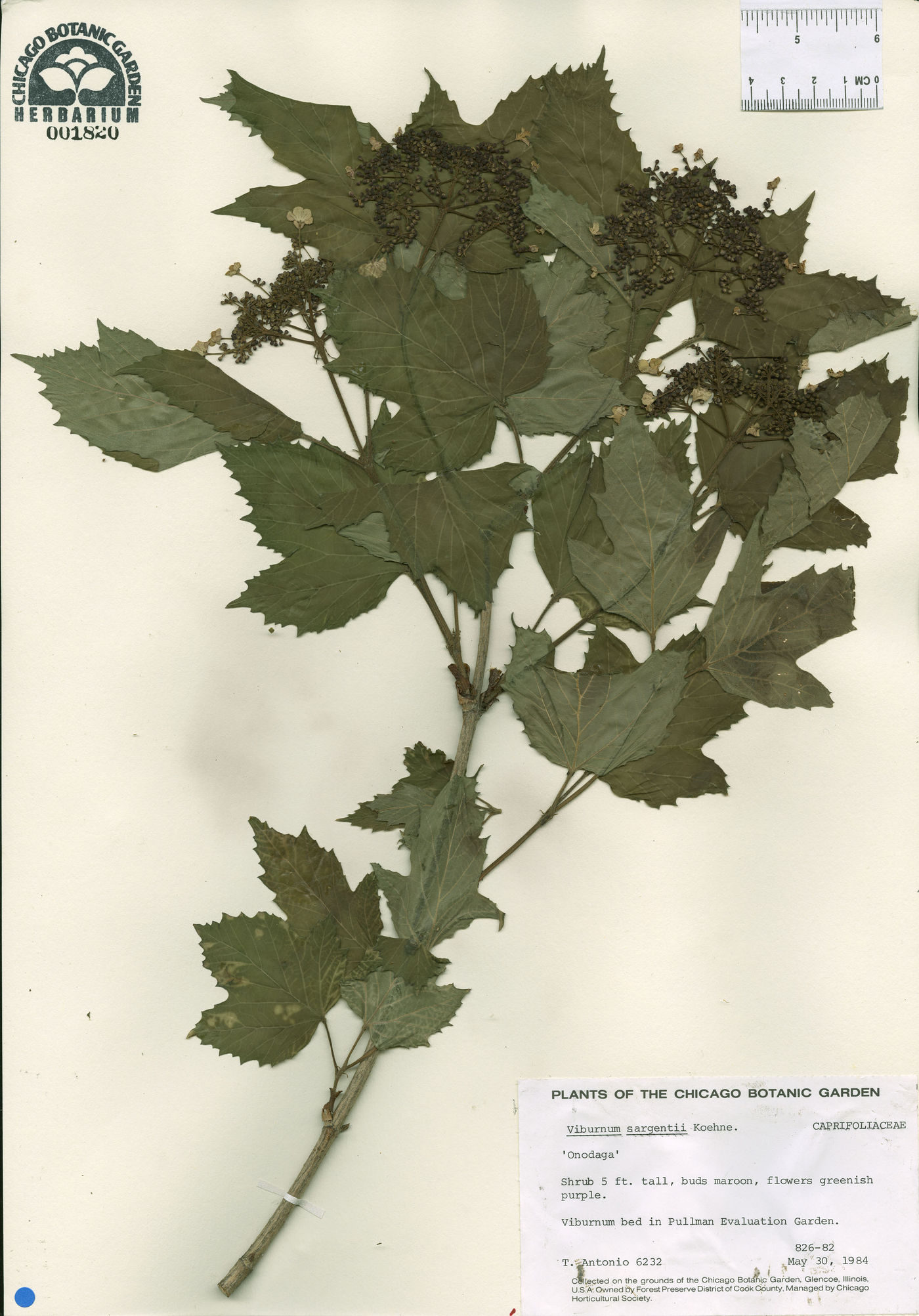 Viburnum sargentii image