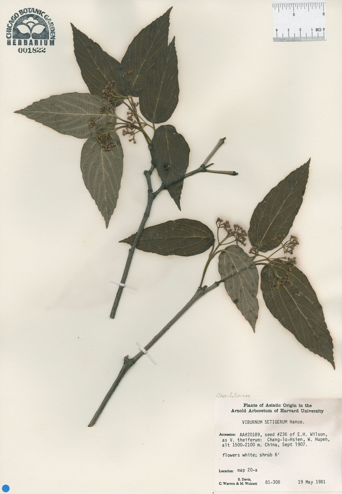 Viburnum setigerum image