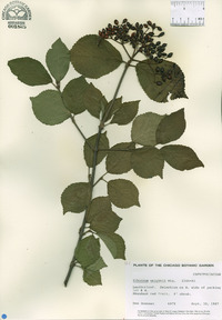 Viburnum wrightii image