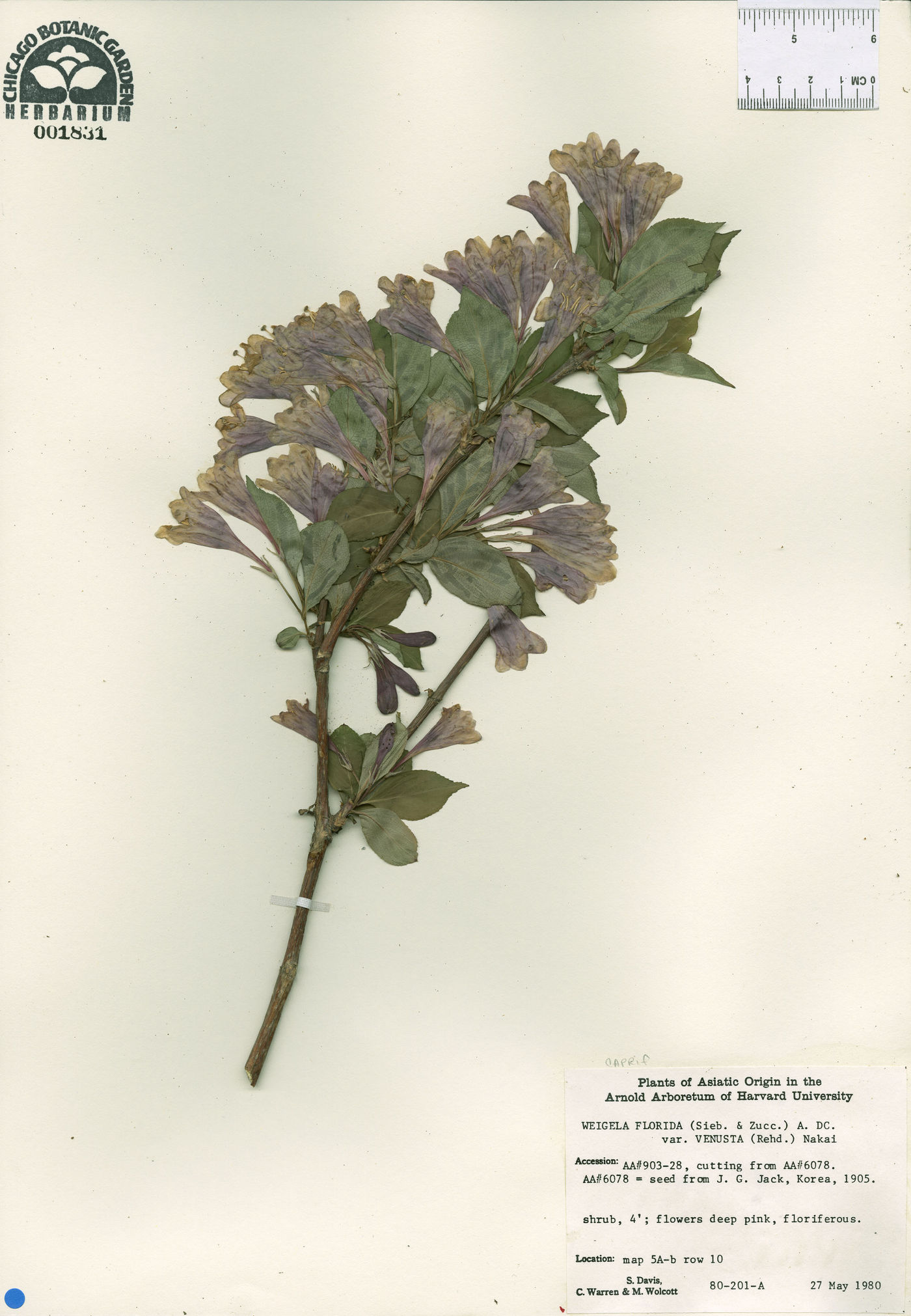 Weigela venusta image