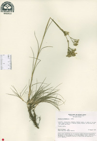 Image of Arenaria stenophylla