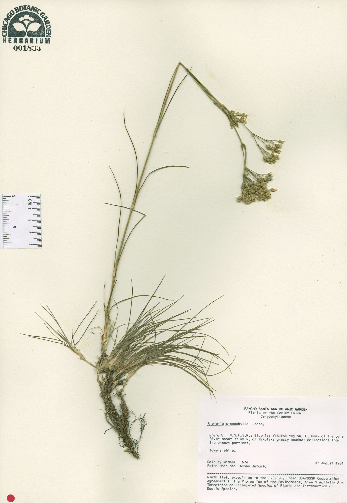 Arenaria stenophylla image