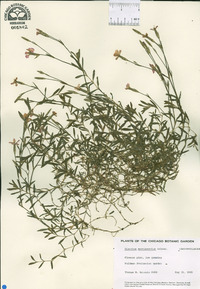 Dianthus myrtinervius image