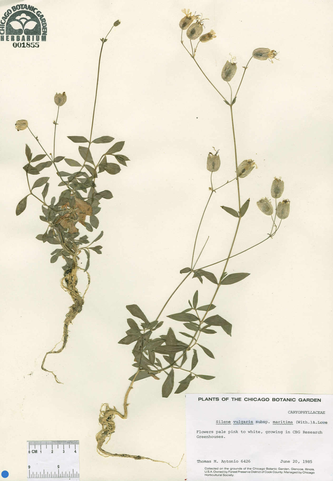 Oberna uniflora image