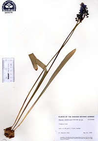 Muscari latifolium image