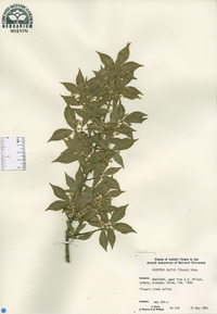 Euonymus alatus image