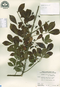 Euonymus alatus var. apterus image