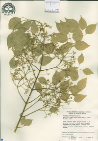 Euonymus bungeanum image