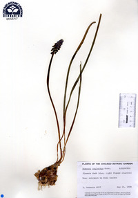 Muscari neglectum image