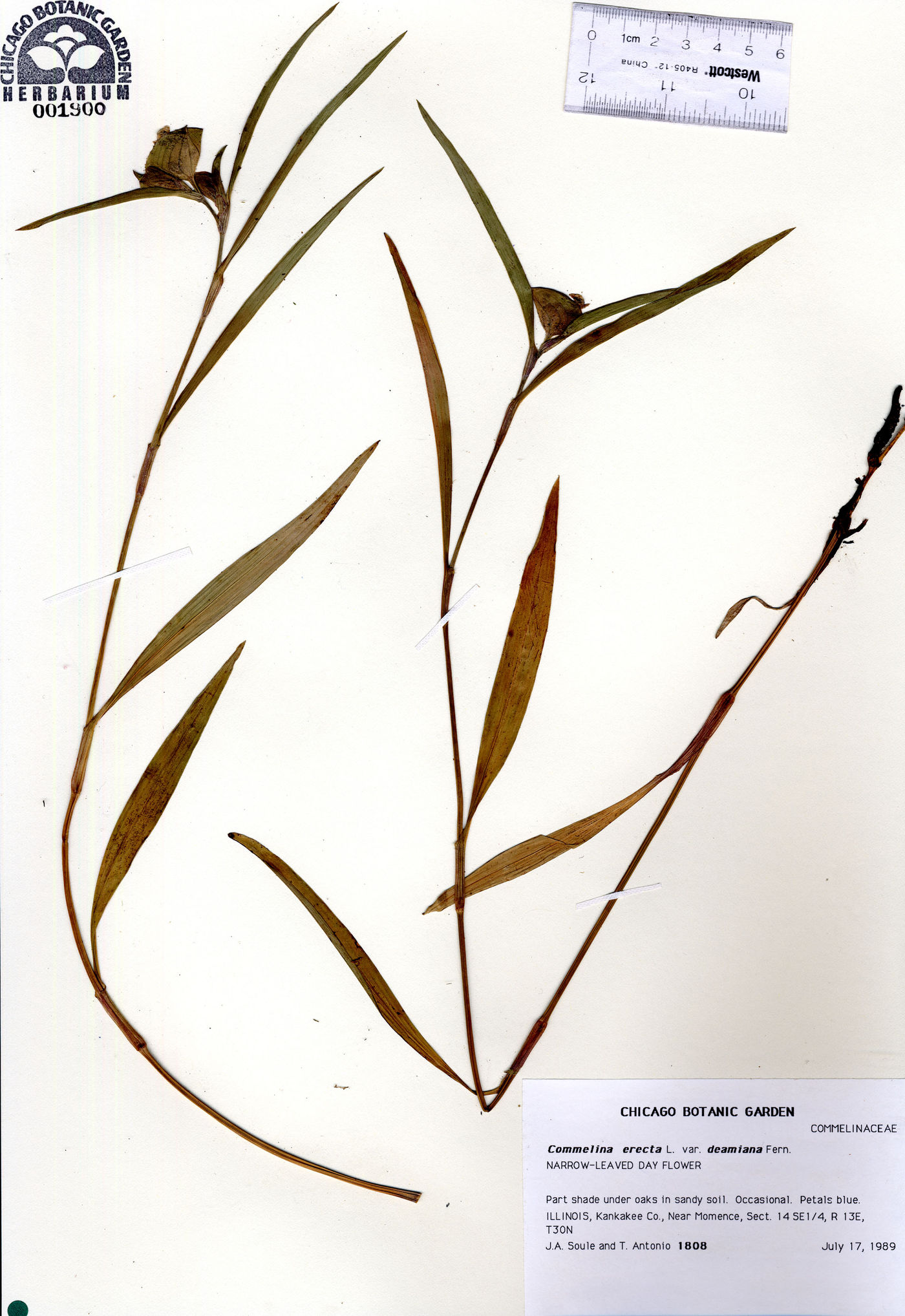 Commelina erecta var. deamiana image