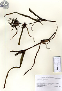 Tradescantia ohiensis image