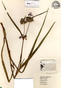 Tradescantia ohiensis image