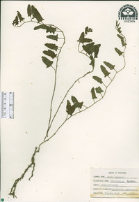 Convolvulus arvensis image