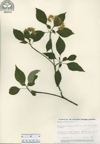 Cornus alternifolia image