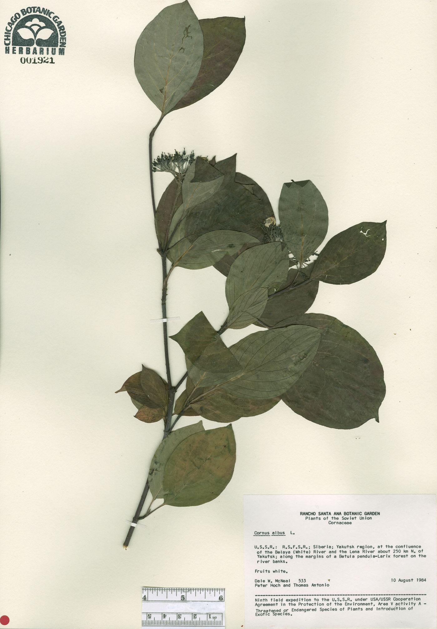 Cornus alba image