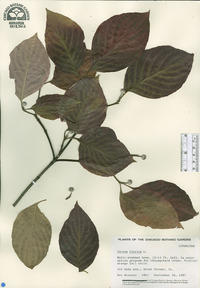 Cornus florida image