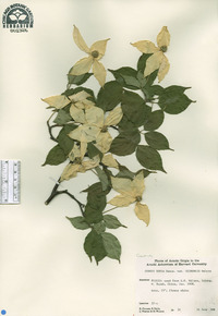 Cornus kousa subsp. chinensis image
