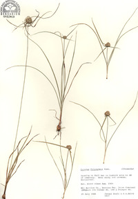 Cyperus filiculmis image